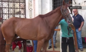 Segnatura, presenti tutti e 35 i cavalli