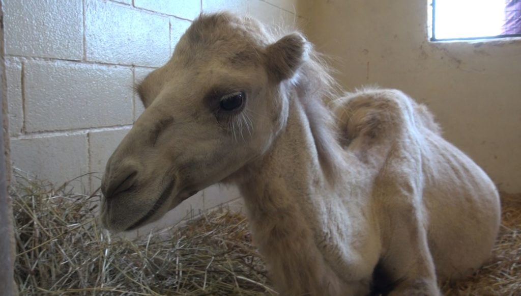 James, un cammello alle Previsite