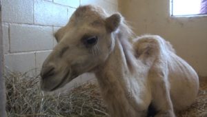 James, un cammello alle Previsite