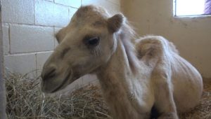 James, un cammello alle Previsite