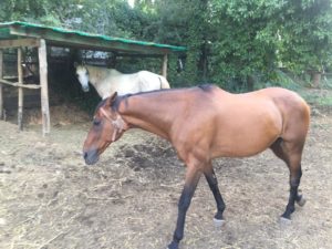 Berio, Fedora Saura, Zodiach: i cavalli vincitori dei Palii protagonisti per la "Fattoria in Fortezza"