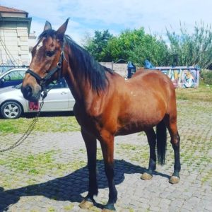 Il Comune di Siena adotta il cavallo "Botticello"