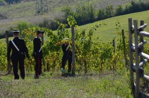 Vendemmia, scoperti in Valdorcia lavoratori irregolari e manodopera di minori
