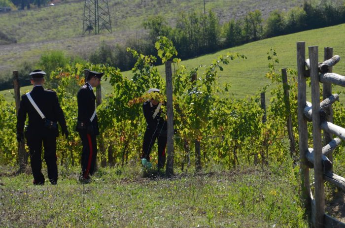 Vendemmia, scoperti in Valdorcia lavoratori irregolari e manodopera di minori