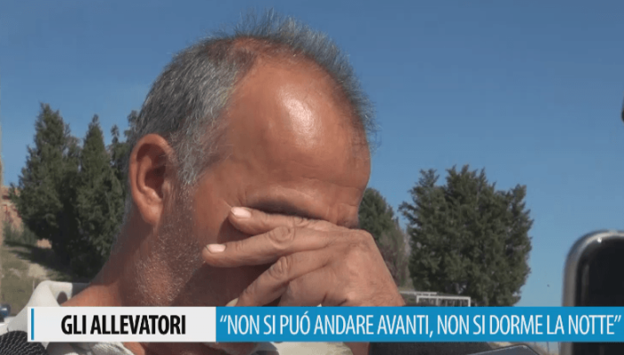 Attacco dei lupi, Franco Carta: "Non dormir&ograve; pi&ugrave; la notte". Solfanelli: "Politica faccia una scelta"