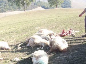 Attacco dei lupi ad Asciano, uccisi 20 tra agnelli e pecore
