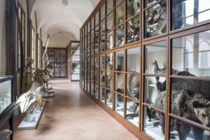 Accademia dei Fisiocritici, tutte le aperture straordinarie del mese di ottobre