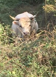 Tori e mucche allo stato brado seminano il panico: cittadini impauriti