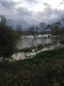 Maltempo nel senese, l'allarme di Cia: "Annata cerealicola a rischio"