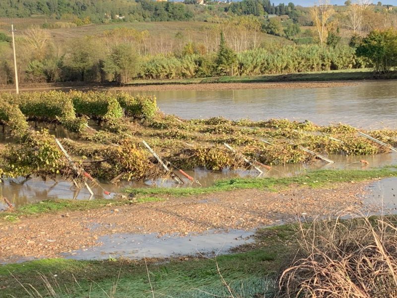 Maltempo, molte aziende agricole e terreni in ginocchio tra Valdarbia e Valdelsa. Il punto di Solfanelli (Coldiretti)
