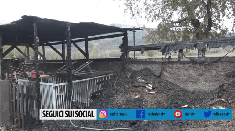 Maltempo e fiamme devastano il centro cinofilo il "Gallo": "Siamo in ginocchio"