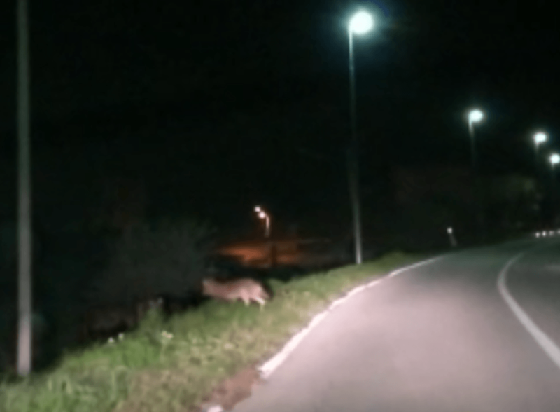 Lupi a pochi metri dal centro di Sovicille