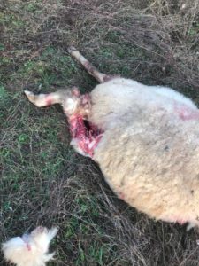 Attacco dei lupi al gregge, il dolore del proprietario: "Uno spettacolo straziante"