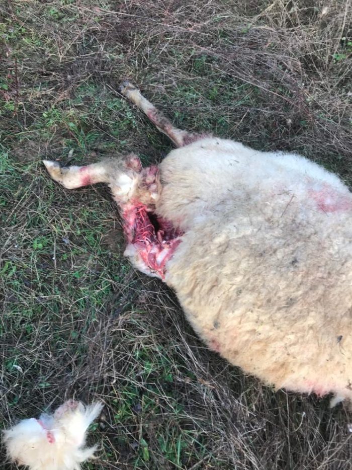 Attacco dei lupi al gregge, il dolore del proprietario: "Uno spettacolo straziante"