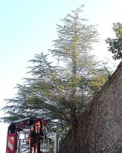 Rimosso abete nato e cresciuto sopra le mura