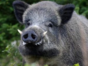 Toscana, da domani via alla caccia al cinghiale in zone non vocate