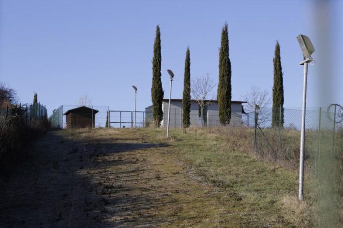 Canile di Murlo, tutti i numeri del 2019: raddoppiano gli affidamenti