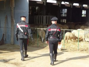 Azienda del senese impiega personale clandestino e non idoneo: due denunce