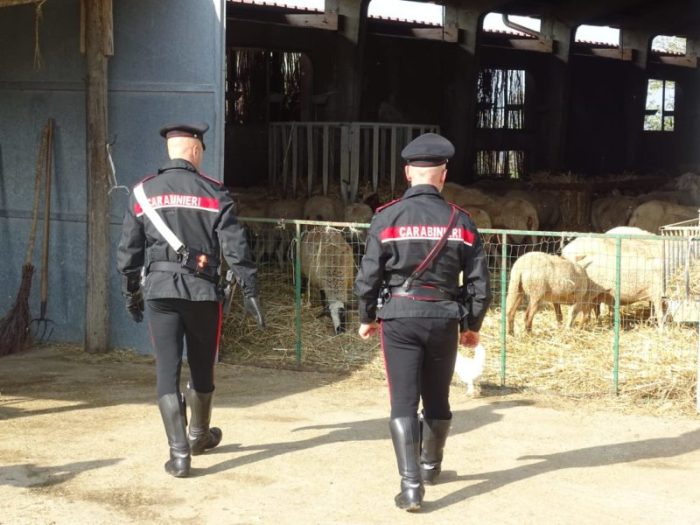 Azienda del senese impiega personale clandestino e non idoneo: due denunce