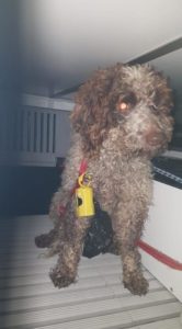 Da Torrita di Siena a Bologna, l'odissea della cagnolina Gaia