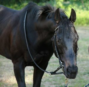 Bomario da Clodia da oggi stallone a Siena
