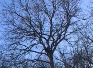 Gatto da 4 giorni bloccato su un albero, il salvataggio - VIDEO