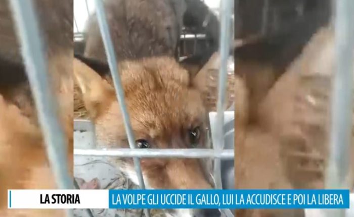 La volpe gli uccide il gallo, il padrone la accudisce e poi la libera