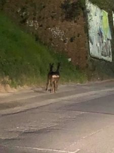 La natura si riprende la scena: due caprioli a passeggio in via Don Minzoni