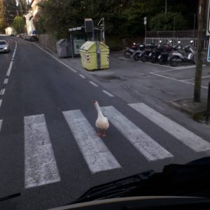 "Io..non resto a casa": oca a spasso in via Fiorentina