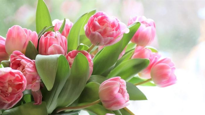 Siena: mostra Mercato piante e fiori, ecco l&rsquo;edizione autunnale