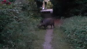 Cinghiale a pochi metri dalle case vicino a Porta Camollia - Il video