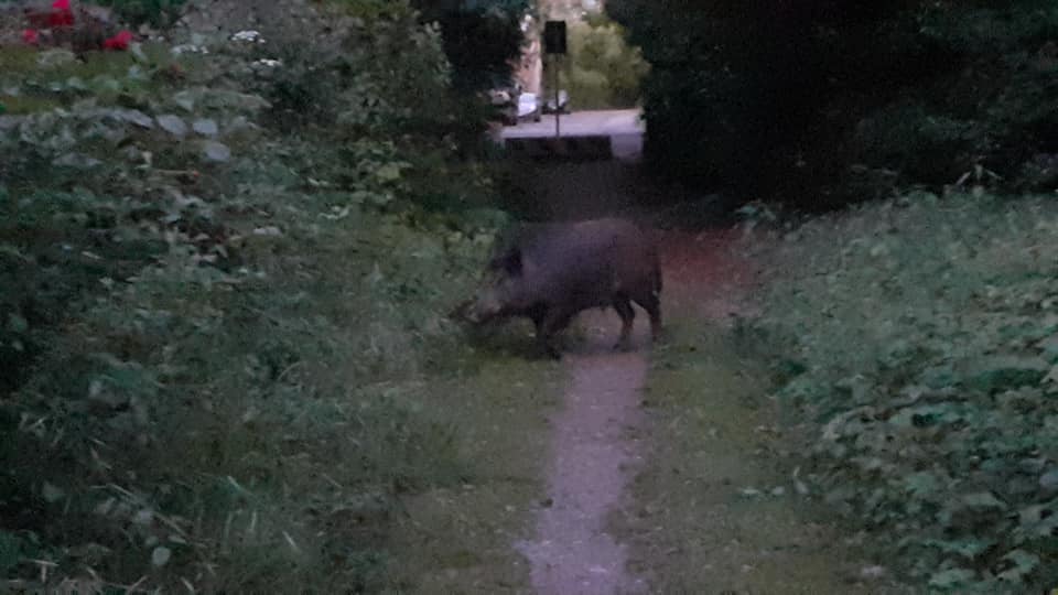 Cinghiale a pochi metri dalle case vicino a Porta Camollia - Il video