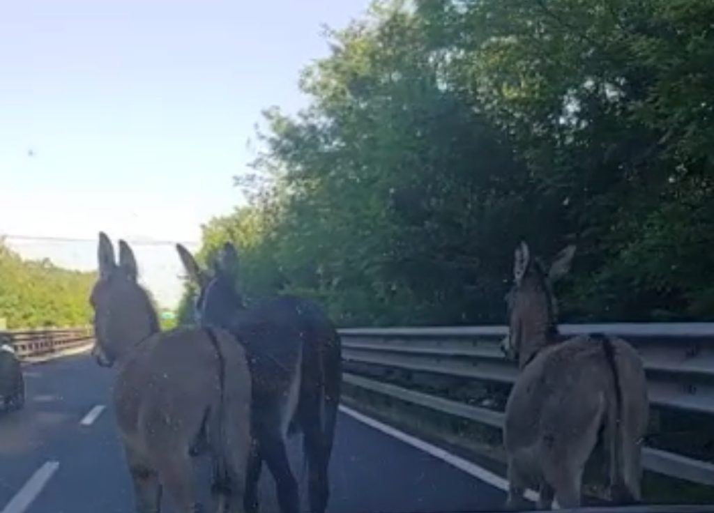 Asini a spasso sulla Siena-Firenze, auto bloccate