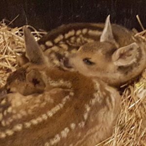 Animal House: ecco chi cura i selvatici incidentati sulle strade