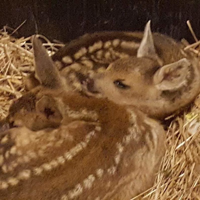 Animal House: ecco chi cura i selvatici incidentati sulle strade