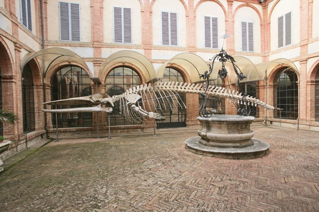Dal 15 giugno riapre il museo di Storia Naturale dell'Accademia dei Fisiocritici