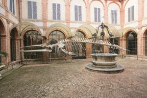 Dal 15 giugno riapre il museo di Storia Naturale dell'Accademia dei Fisiocritici