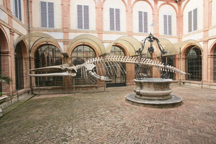 Servizio Civile Regionale: attivo il bando di Fondazione Musei Senesi per 16 giovani