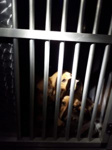 Cani smarriti a Castelnuovo Berardenga, sono al canile di Murlo