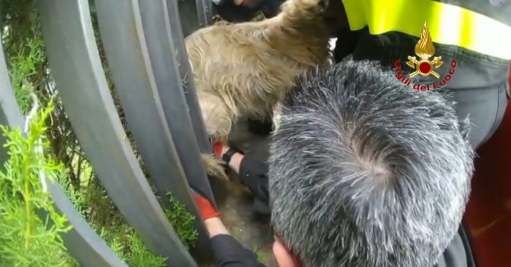 Cane rimane incastrato in una ringhiera, i vigili del fuoco lo salvano
