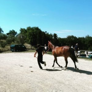 Palio: supporto su screening cavalli, rinnovata la convenzione con l'Università di Pisa