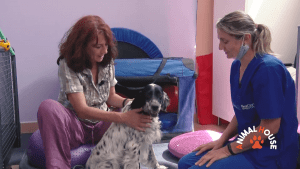 Animal House: medicina riabilitativa e gestione del pelo del cane in estate