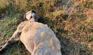 I lupi tornano all'attacco: straziate le pecore di allevamento nel senese