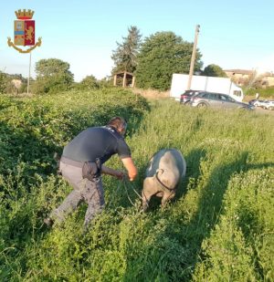 Suino cade da carrello di una macchina: la Polizia lo salva