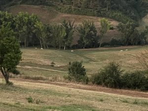 Mandria selvaggia, parla l'avvocato Bonomi: "Dobbiamo operare senza nessuna liquidità e nessuno si preoccupa delle condizioni del proprietario"