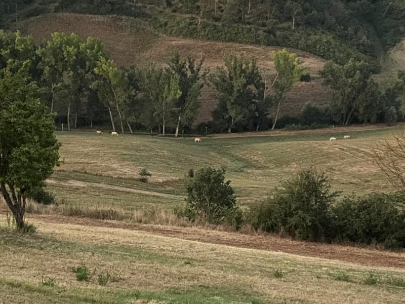 Mandria selvaggia, parla l'avvocato Bonomi: "Dobbiamo operare senza nessuna liquidità e nessuno si preoccupa delle condizioni del proprietario"