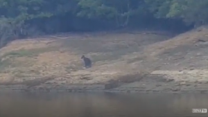 Avvistato un canguro alla diga del Calcione - VIDEO