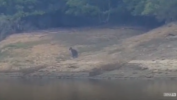 Avvistato un canguro alla diga del Calcione - VIDEO