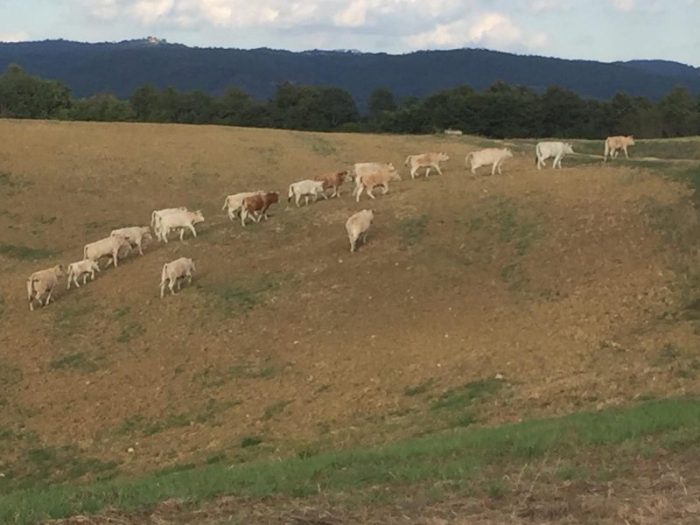 Mandria selvaggia: nelle crete vagano da due anni 60 capi di bovini
