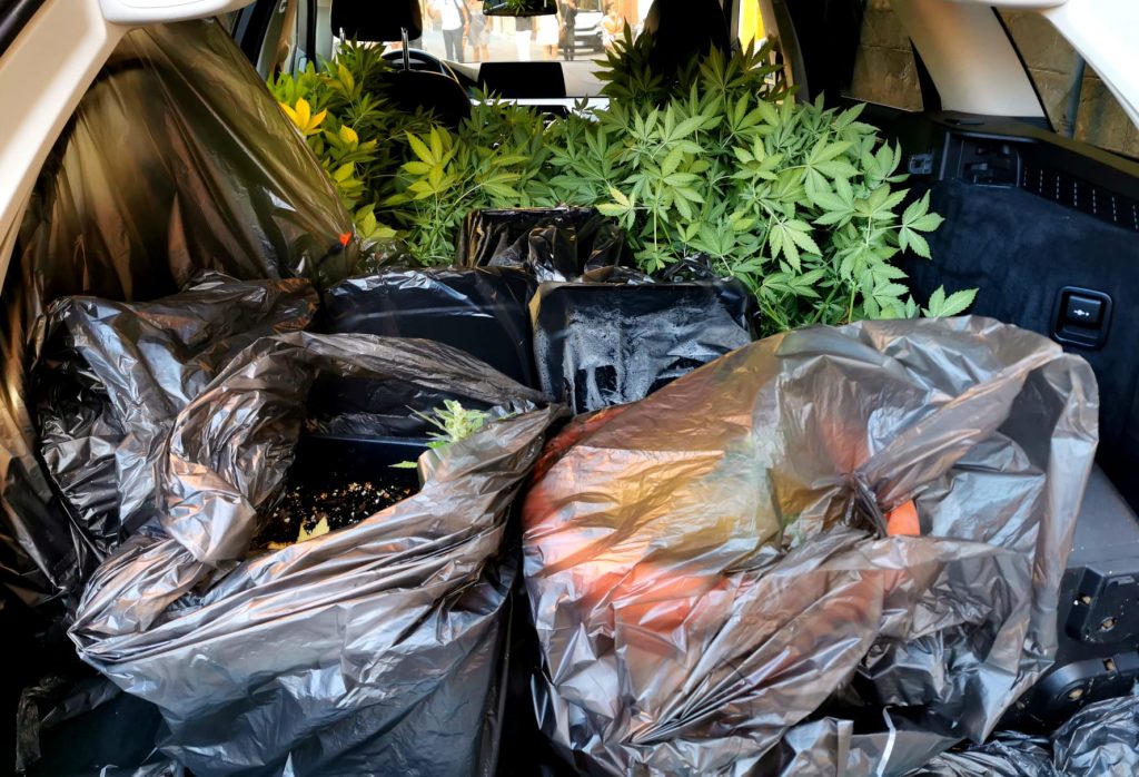 Coltiva piantagione di marijuana sul balcone, scoperto dalla Finanza